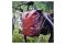 Vaude Aqua Back 48 - Set (rec)