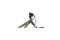 Cannondale Trail Women's 6 - 29 Zoll - Diamant - Aktion