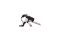 Zefal Smartphonetasche Console Pack T1