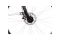Lakes Free 100 - 28 Zoll - Damen Sport - 2024